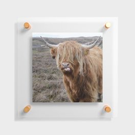 Scottish Highland Cow | Scottish Cattle | Cute Cow | Cute Cattle 05 Floating Acrylic Print