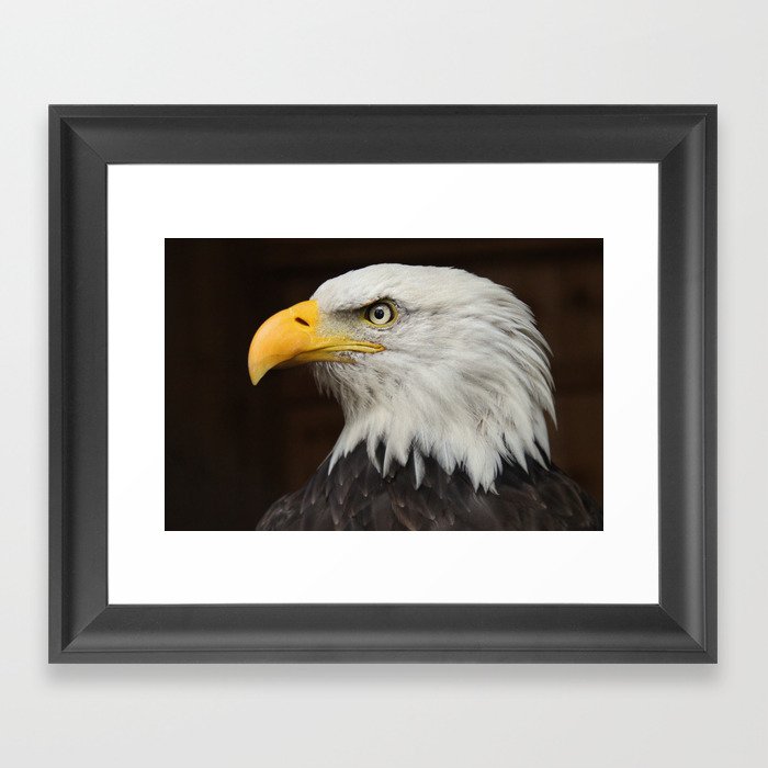 Eagle Photography | Nature | Wildlife Art | American Eagle | Rustic Wall Art | Animal  Framed Art Print