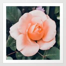 Romantic retro pastel coral garden rose flower Art Print