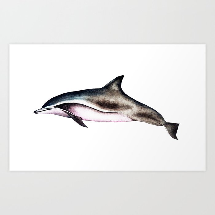Clymene Dolphin Art Print
