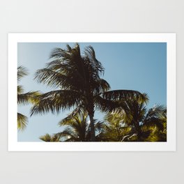 Breezy Palm Trees Art Print