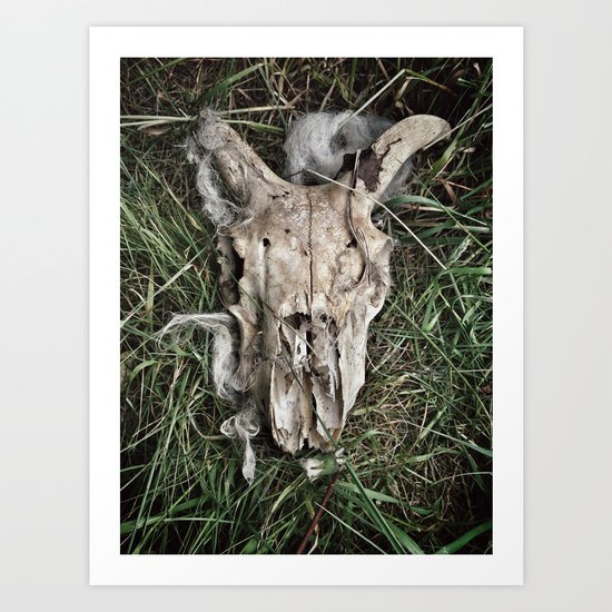 Sheep Skull Art Print