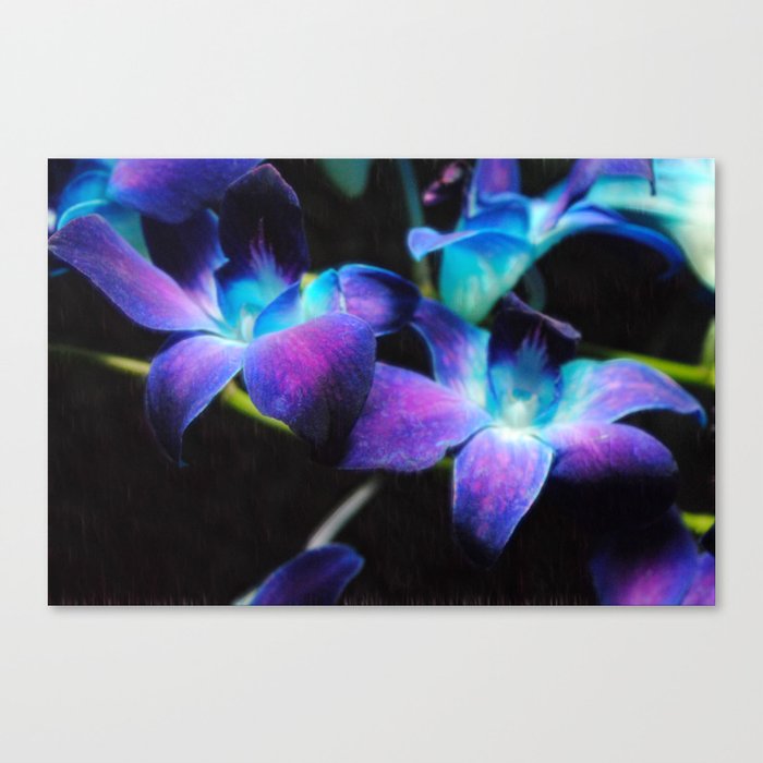 Two Purple Orchids Canvas Print