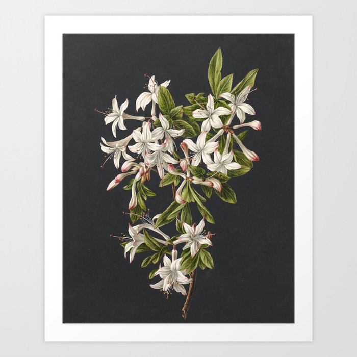 Azalea Flowers Vintage Botanical Print Art Print