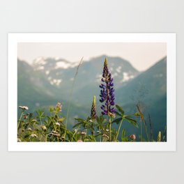 Flowers in the mountains Art Print