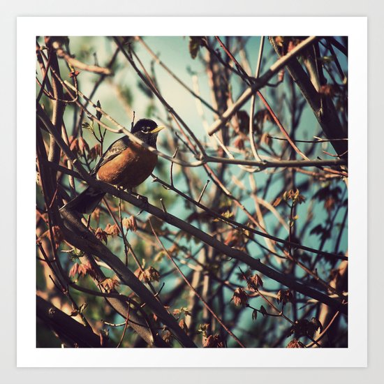 North American Robin Art Print