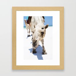 Camel  Framed Art Print