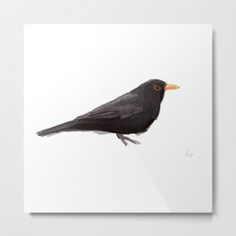 Blackbird - Mirlo Metal Print