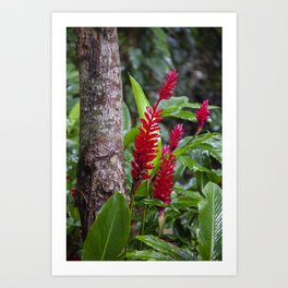 Kauai Hawaiian Flowers | Nature Photography Art Print