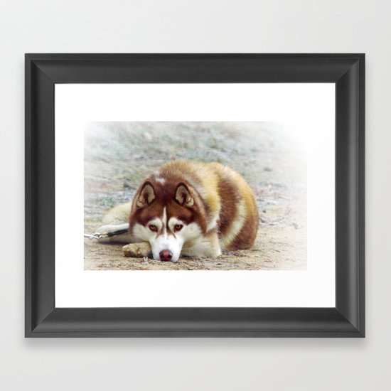 Siberian Husky Framed Art Print