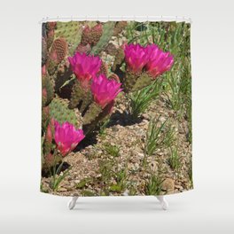 Beavertail Cactus in Bloom Shower Curtain