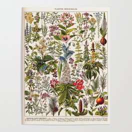 Adolphe Millot - Plantes Medicinales A - French vintage poster Poster
