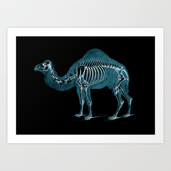 Camel X-ray - Camel Print - Camel Wall Art - Animal X-ray Art Print