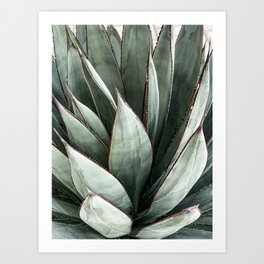 Cactus Leaves // Green Southwest Home Decor Vibes Desert Hombre Plant Photograph Art Print