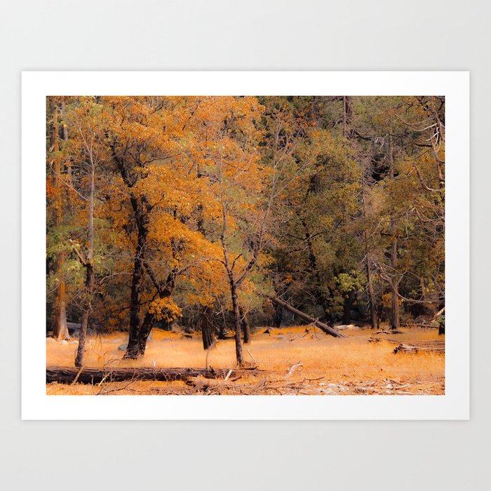 Autumn tree at Yosemite national park California USA Art Print