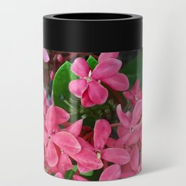 Mexico Photography - Pink Flowers Surrounded By Leaves Can Cooler