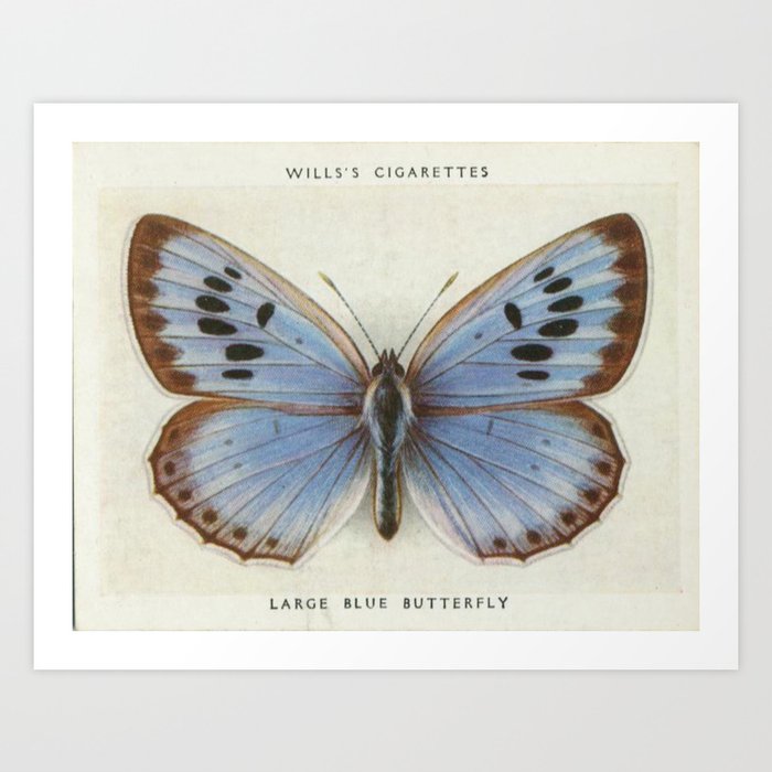 Vintage Butterfly Poster Art Print
