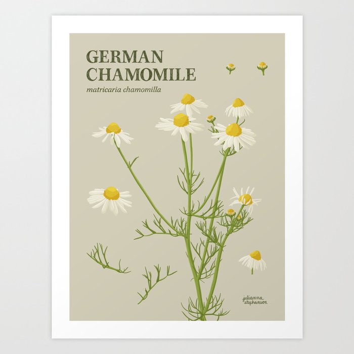 Botanical German Chamomile Art Print