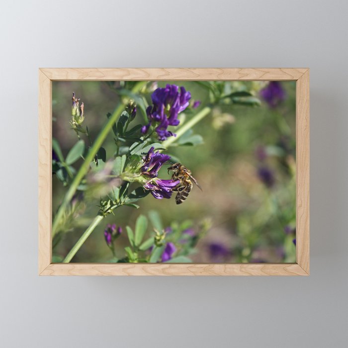 Pollinating Framed Mini Art Print
