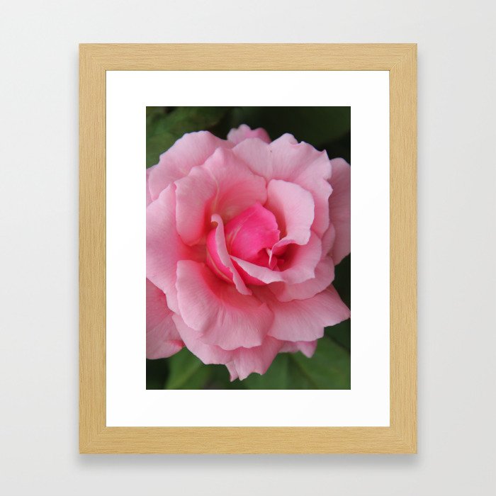 Soft Pink Rose Framed Art Print