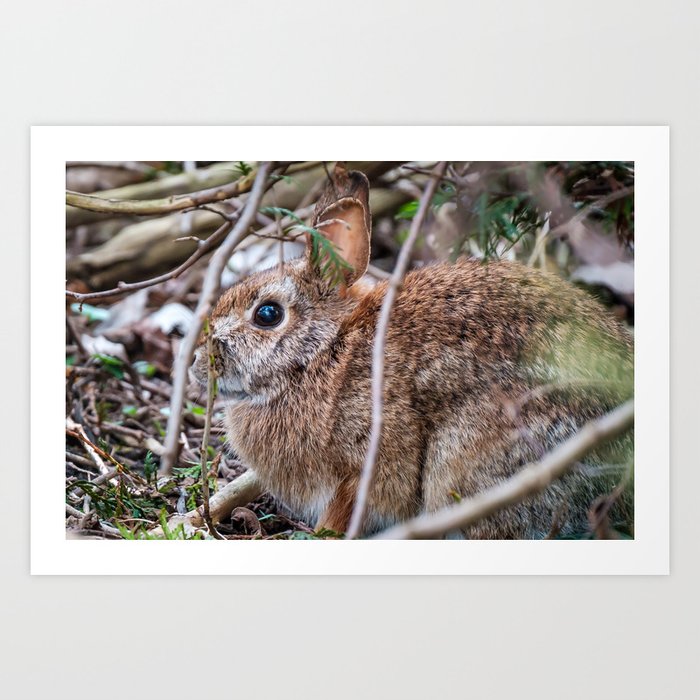 Easter Bunny Delight: Wild Rabbit in Spring Art Print