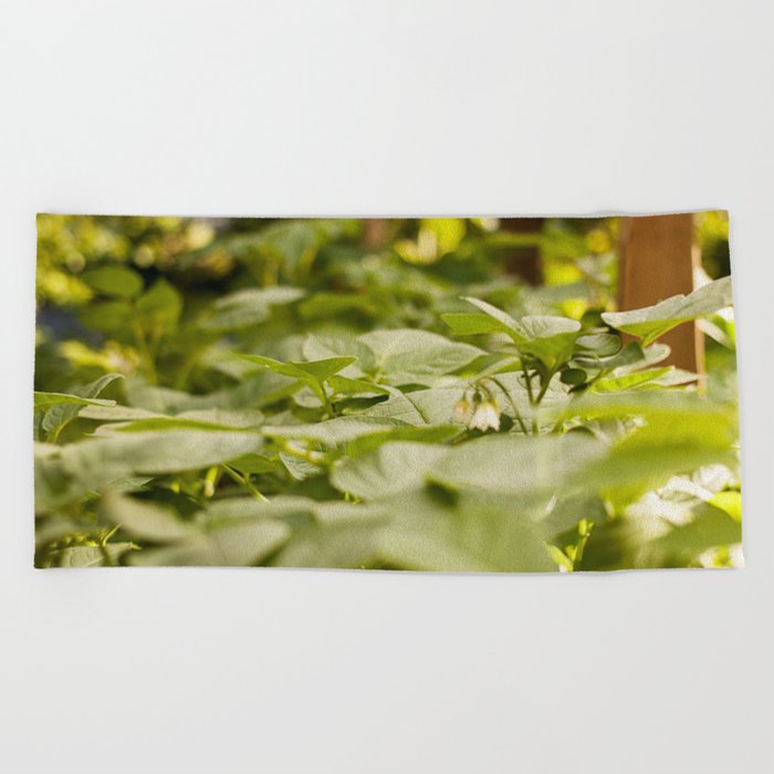 Potato Plants Photography Printpotato Print Beach Potato Plants Photography Printpotato Print Beach Towel By Griffingphotography Society6