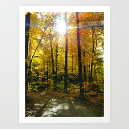 Bright Autumn Sun Art Print