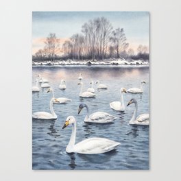 White mute swan on a lake Canvas Print
