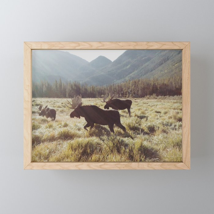 Three Meadow Moose Framed Mini Art Print
