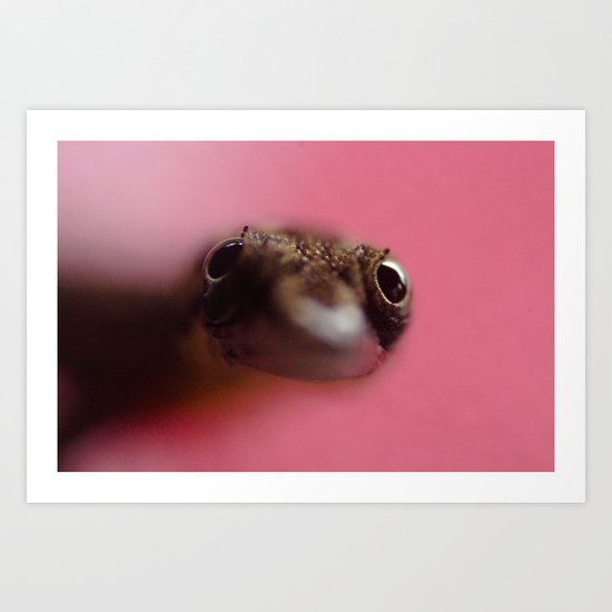 Lizard Stare Art Print