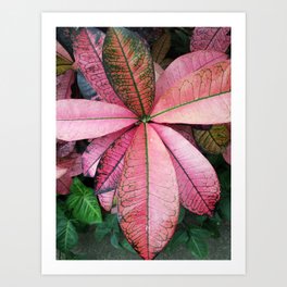 Pink Croton Art Print