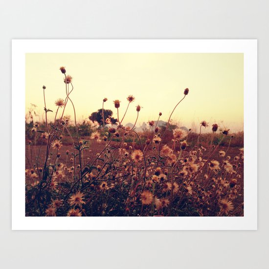 Desert Dandelion Art Print