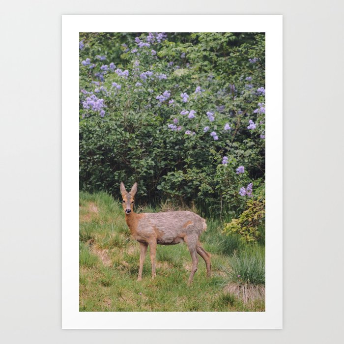 deer & lilacs Art Print