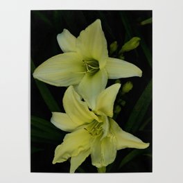 Yellow Lillies Poster
