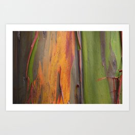 Rainbow Eucalyptus Art Print