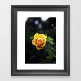 Golden Rose Framed Art Print