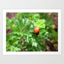 ladybug Art Print | Nature, Photo 