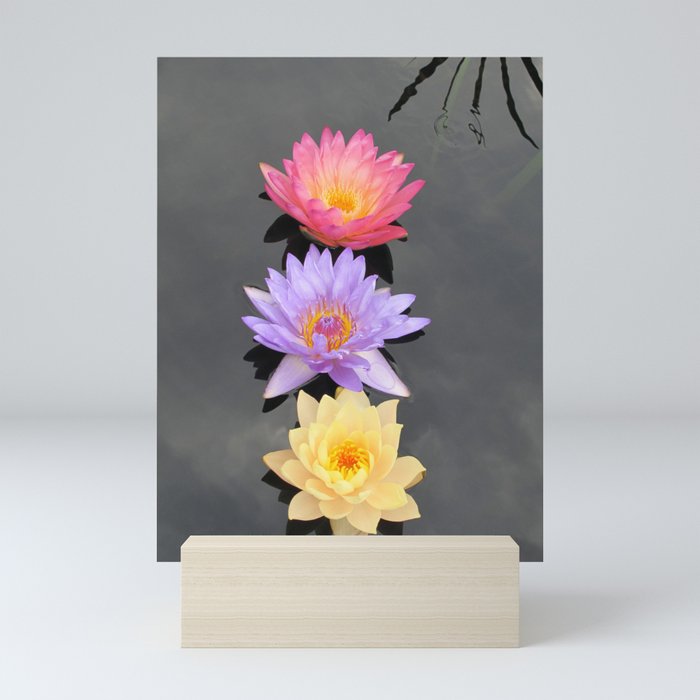 Three Lotuses Mini Art Print