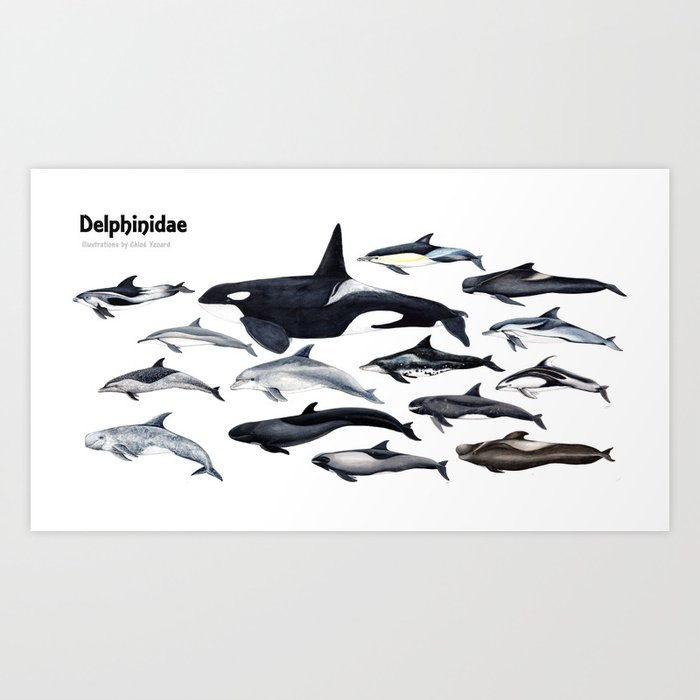 Delphinidae: Dolphin family Art Print