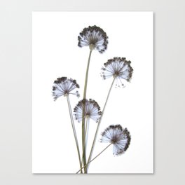 flowers on white background. botanical prints framed. Canvas Print