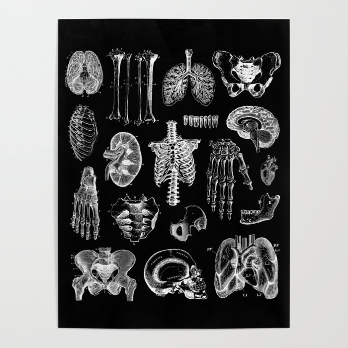 Human Anatomy Black & White Poster
