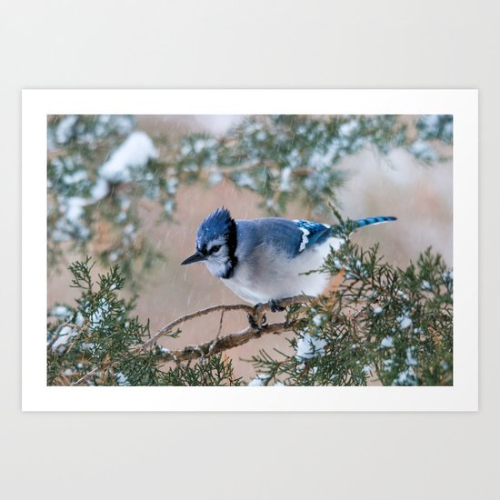 Hunkered Down (American Blue Jay) Art Print