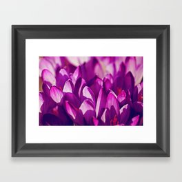 Purple Spring Beauties Framed Art Print