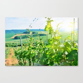 Vineyard Canvas Print