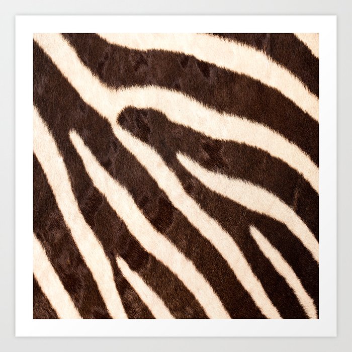Zebra #decor #society6 #buyart Art Print