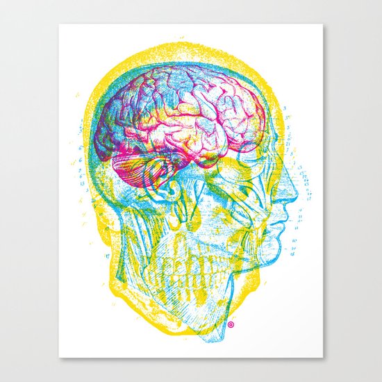 Anatomy Skull Canvas Print