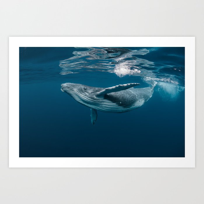 A Baby Humpback Whale Plays Near the Surface in Blue Water Art Print