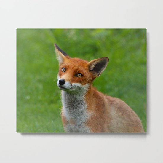 Red Fox Metal Print