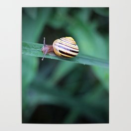Snail in His Green Jungle Poster