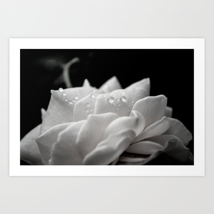 Floral Nature Photography - Delicate Rose with Water Droplets - Black and White Art Print